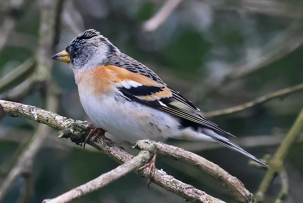 Brambling